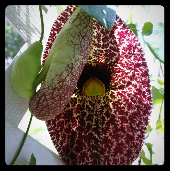 Other - Dutchman's Pipevine Seeds - Butterfly Host Plant